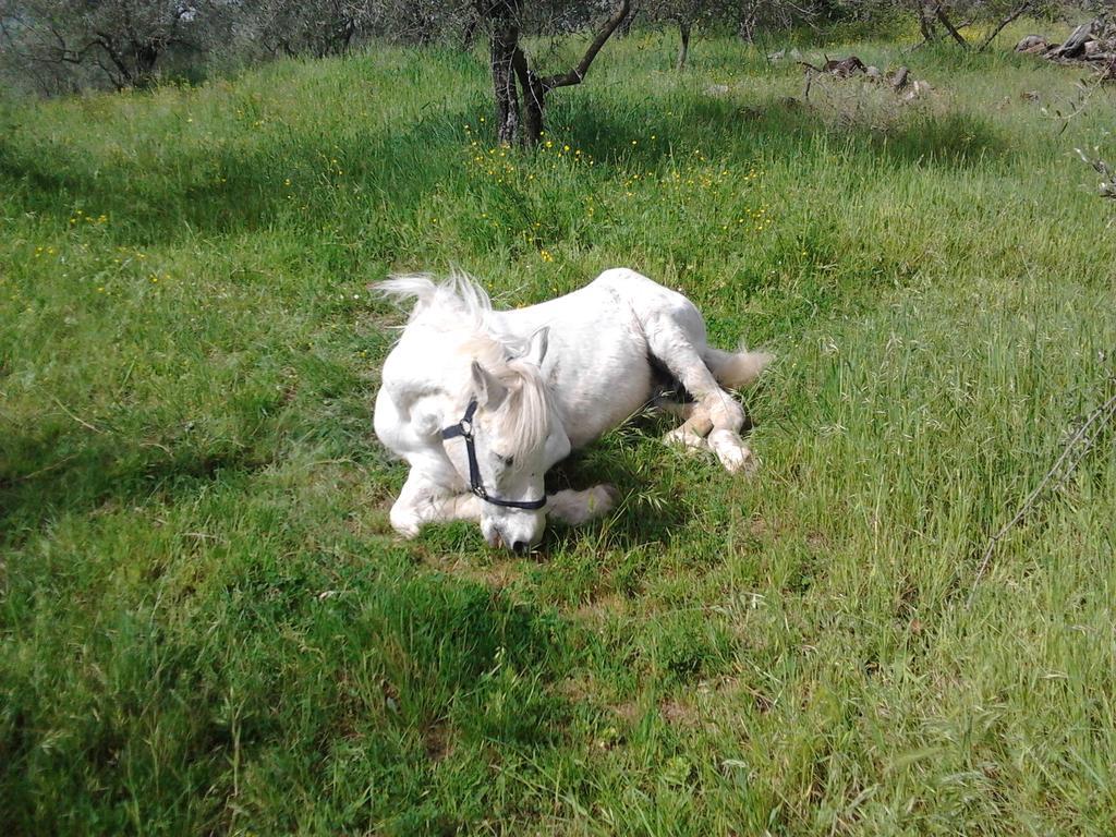 Agriturismo Il Cavallone Βίλα Montelupo Fiorentino Εξωτερικό φωτογραφία